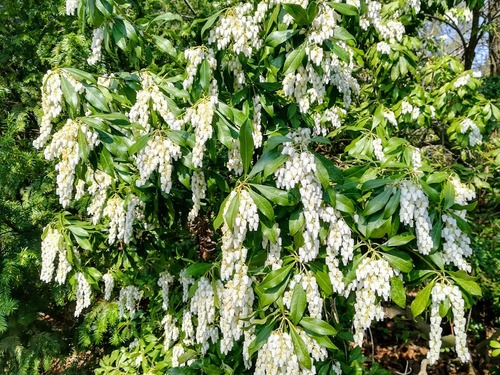 pieris japoński (Pieris japonica) - uprawa i pielęgnacja 